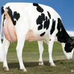 Miss OCD Robust Delicious VG87