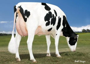 Miss OCD Robust Delicious VG87