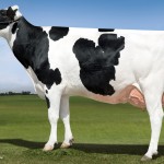 MGGD: Sandy Valley Robust RUBY EX 90