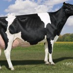 MGD: Lylehaven Lila Z TV EX-94